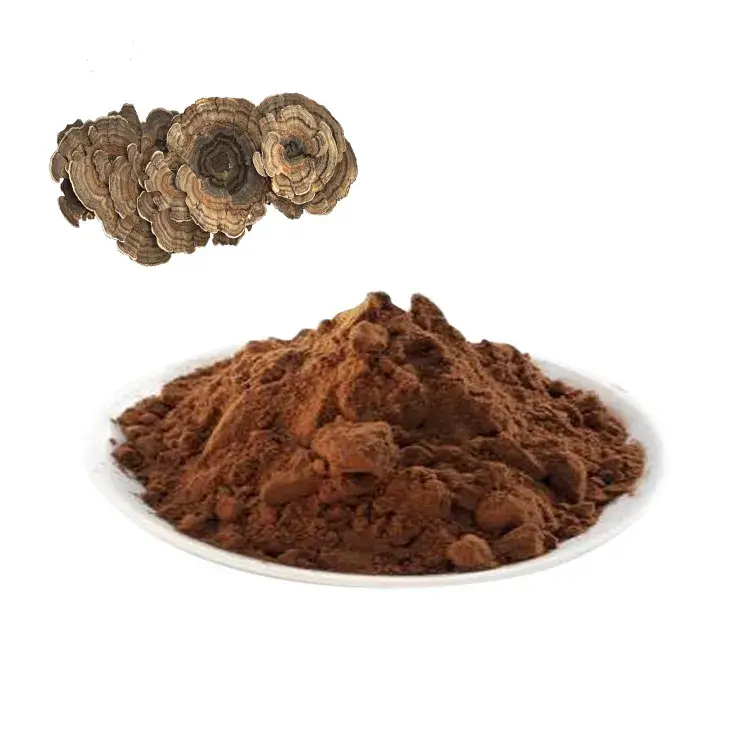 Phức hợp chiết xuất nấm đuôi gà hữu cơ và bột nấm Lion's Mane từ nhà cung cấp uy tín