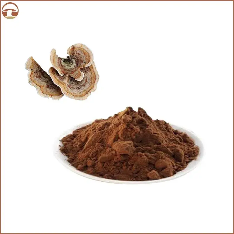 Phức hợp chiết xuất nấm đuôi gà hữu cơ và bột nấm Lion's Mane từ nhà cung cấp uy tín