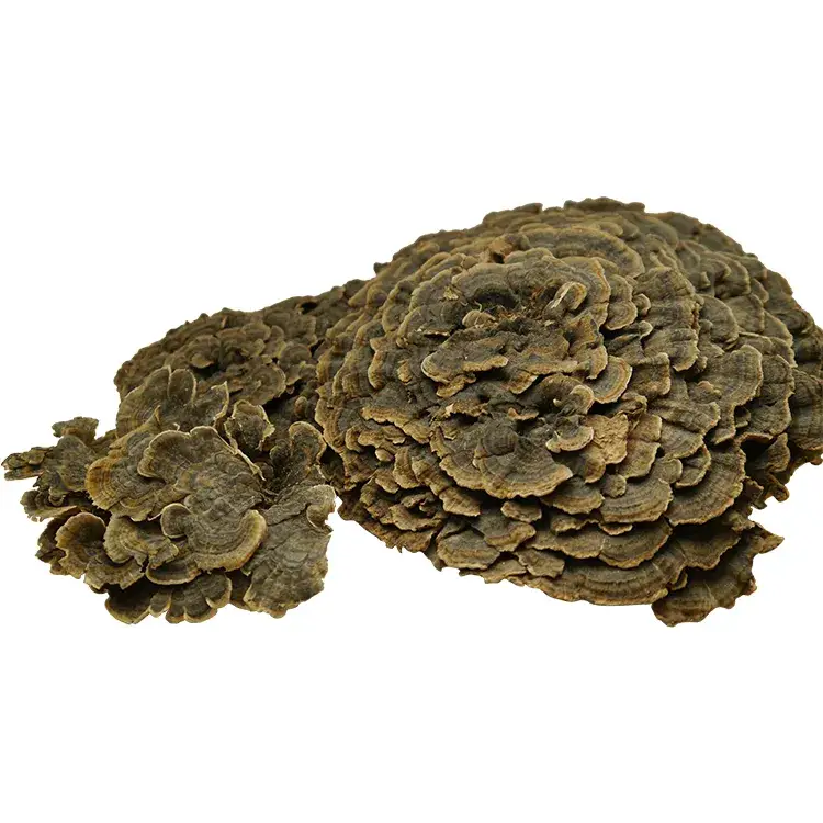 Phức hợp chiết xuất nấm đuôi gà hữu cơ và bột nấm Lion's Mane từ nhà cung cấp uy tín