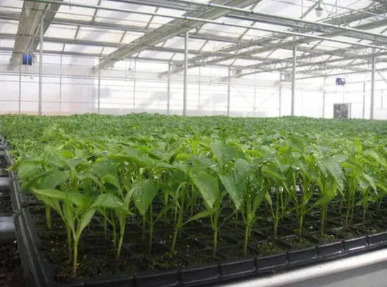 Bảng cây và Kênh PVC - Lựa chọn hoàn hảo cho hệ thống thủy canh của bạn