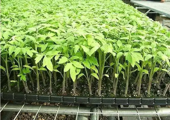 Bảng cây và Kênh PVC - Lựa chọn hoàn hảo cho hệ thống thủy canh của bạn