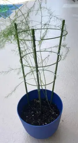 Khung đỡ cây cố định với vòng điều chỉnh cho công việc leo hình ảnh 13-description