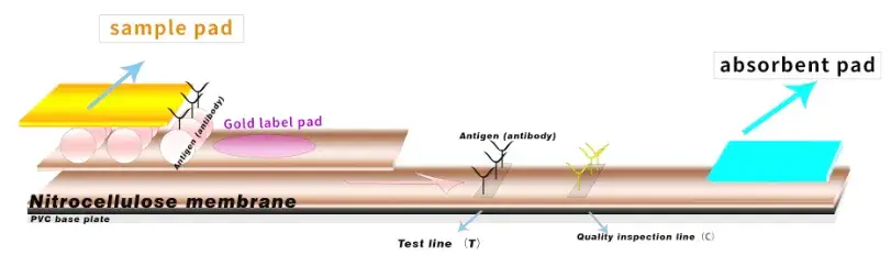 Kiểm tra nhanh vi-rút tiêu chảy mô-lông (PEDV) bằng phương pháp đo IGA hình ảnh 13-description