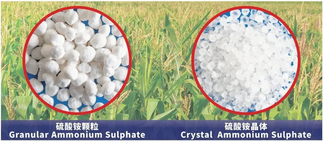 Sử dụng Sinopec Ammonium Sulfate làm phụ gia cho thuốc trừ sâu với đặc tính hút ẩm thấp hình ảnh 12-description