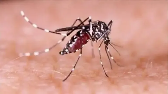 ২৪ ঘণ্টায় ডেঙ্গুতে আরও ৬ জনের মৃত্যু, হাসপাতালে ভর্তি ১৫৯৩