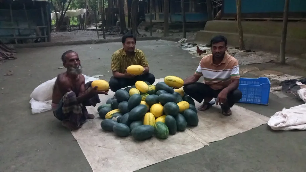 কাঁঠালিয়ায় অসময়ে মাচায় তরমুজ চাষ