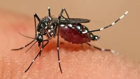 ২৪ ঘণ্টায় ডেঙ্গুতে ৮ জনের প্রাণহানি