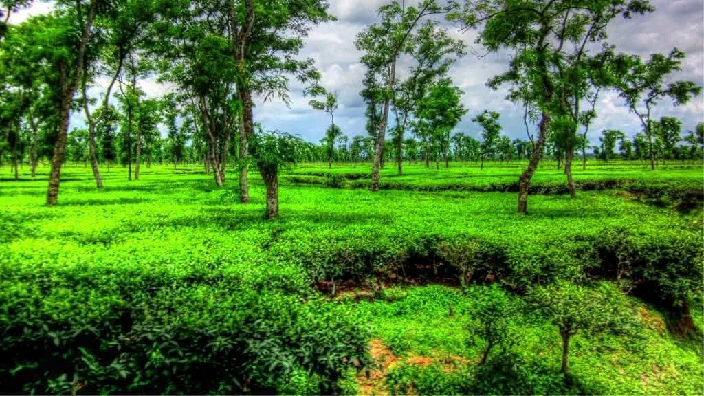নোয়াপাড়া চা বাগানে কর্মবিরতি