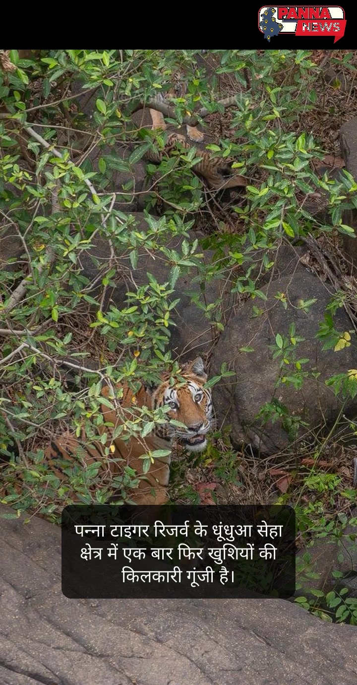 पन्ना की हलचल: कहीं वन्यजीवों की मुस्कान, तो कहीं चुनौतियों से जंग