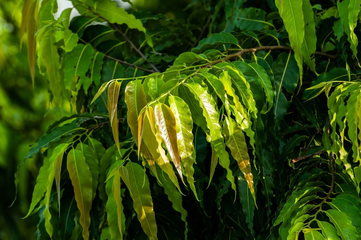 अशोक का पेड़ न केवल झगड़े, तनाव और दुर्भाग्य को दूर करता है, बल्कि सुख-समृद्धि भी लाता है।