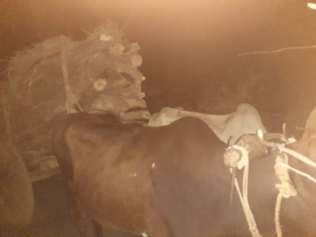 लटेरी की निसोवर्री के पास वन विभाग की कार्रवाई, वन विभाग की टीम ने तीन बैलगाड़ी को किया जब्त