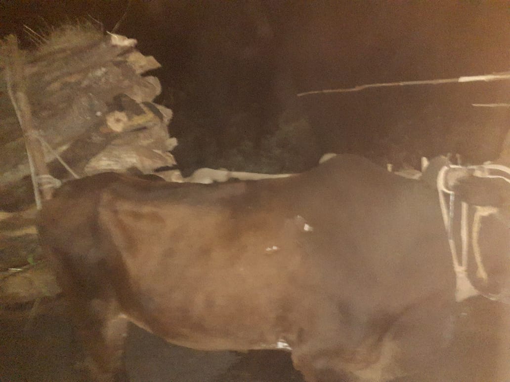 लटेरी की निसोवर्री के पास वन विभाग की कार्रवाई, वन विभाग की टीम ने तीन बैलगाड़ी को किया जब्त