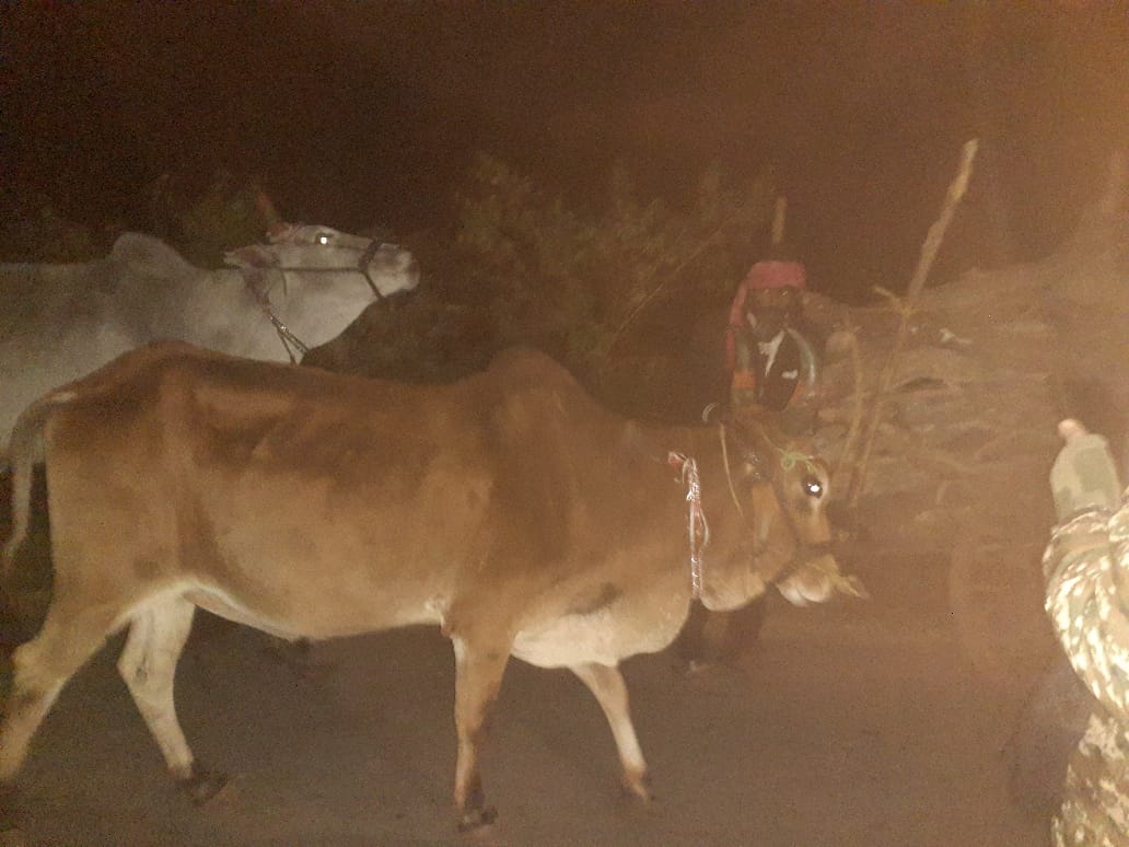 लटेरी की निसोवर्री के पास वन विभाग की कार्रवाई, वन विभाग की टीम ने तीन बैलगाड़ी को किया जब्त