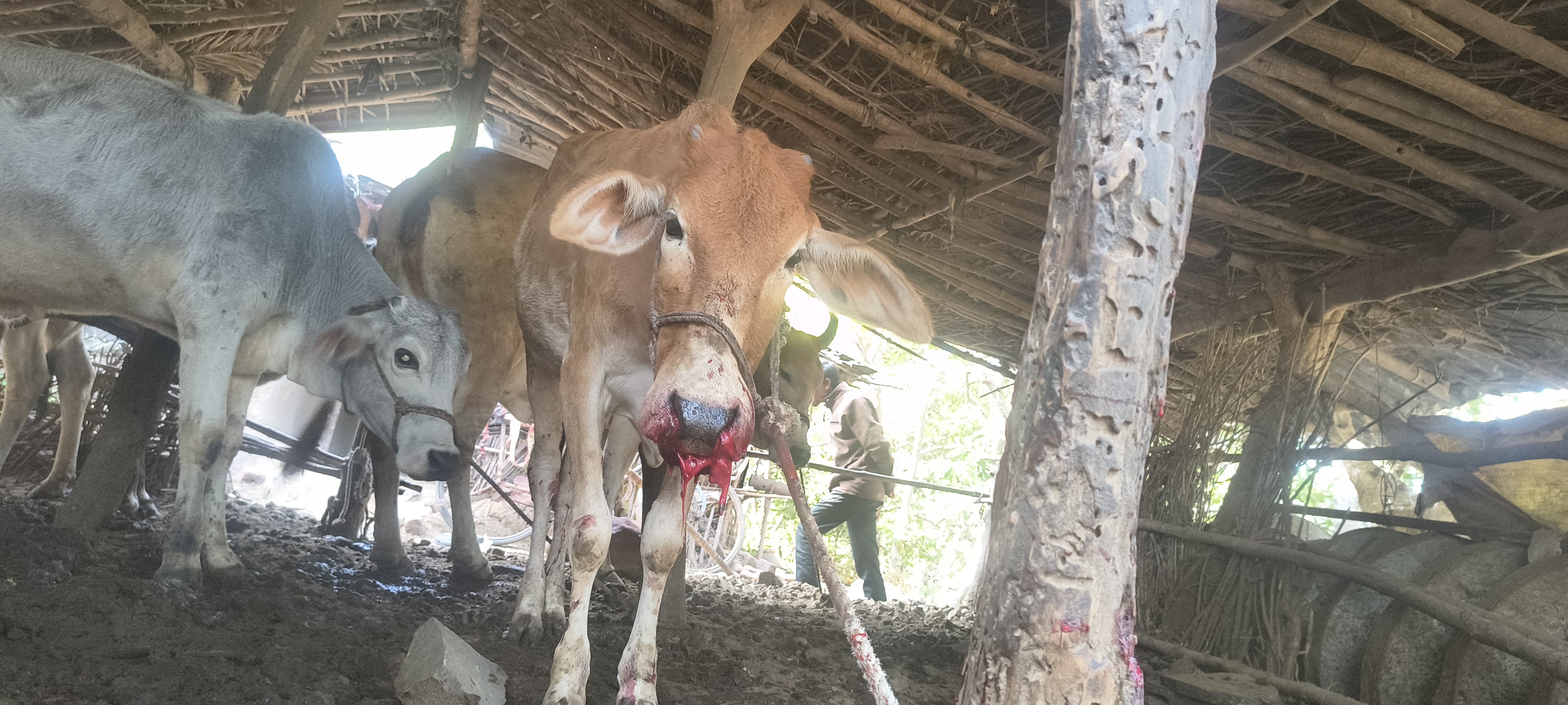 Additional News Image