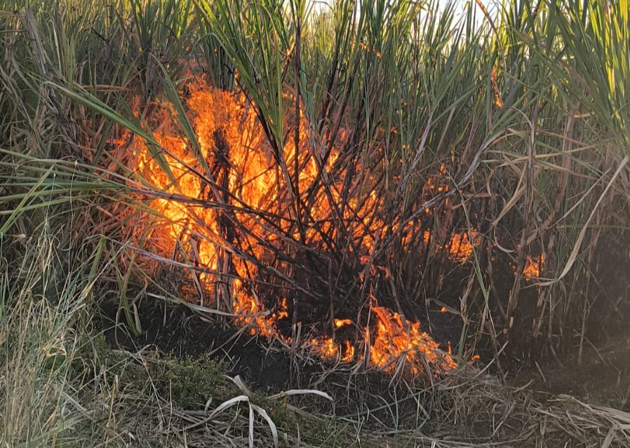 शॉर्ट सर्किट से गन्ना बाड़ी में लगी आग, फायर बिग्रड ने घंटो की मशक्कत के बाद आग पर पाया काबू
