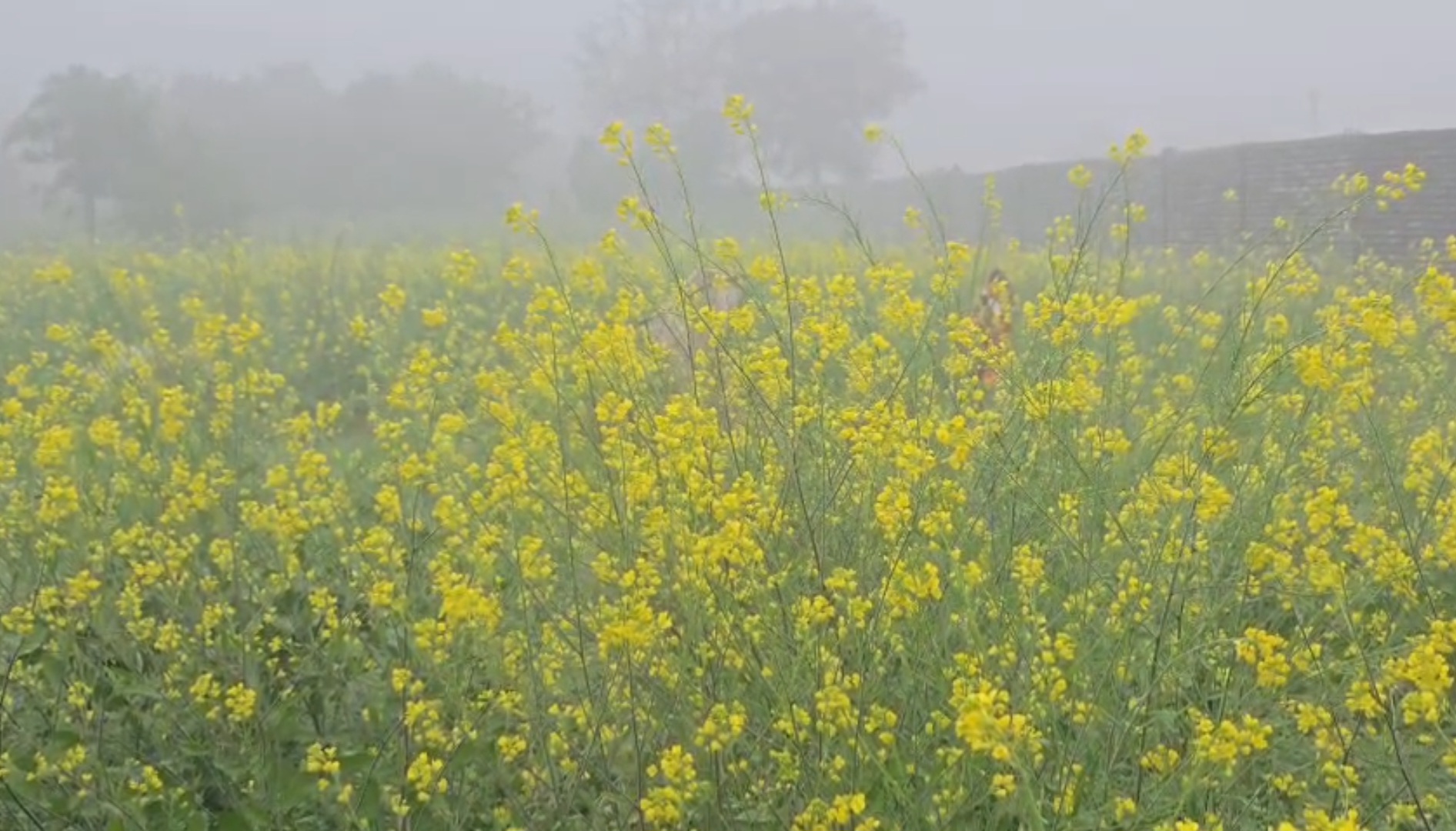 निवाड़ी जिले में तापमान में भारी गिरावट: किसानों को मिला फायदा posted by Hemant Verma from Prithvipur