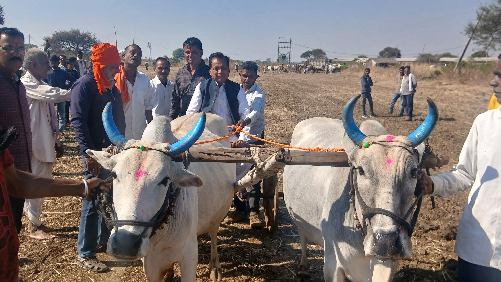  ग्राम मोही में भव्य पट बैल दौड़ प्रतियोगिता का आयोजन, विधायक देशमुख ने बढ़ाया उत्साह