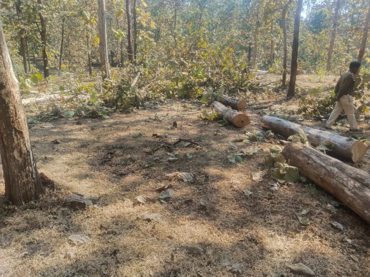 अवैध सागौन कटाई पर वन विभाग की बड़ी कार्रवाई, एक आरोपी गिरफ्तार