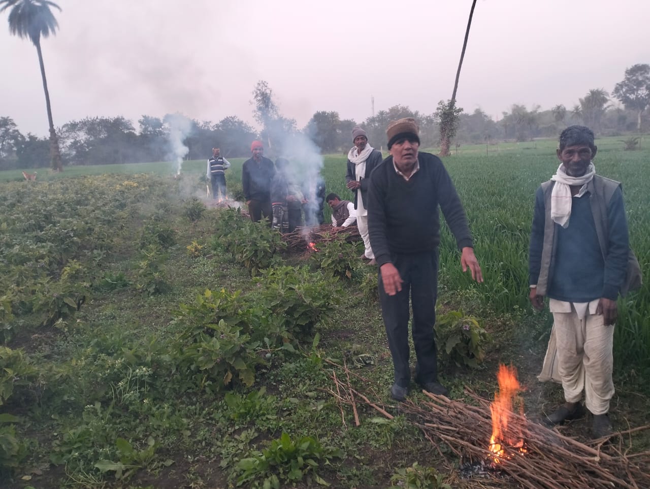 कड़ाके की ठंड ने किसानों की मेहनत पर डाला संकट का साया,