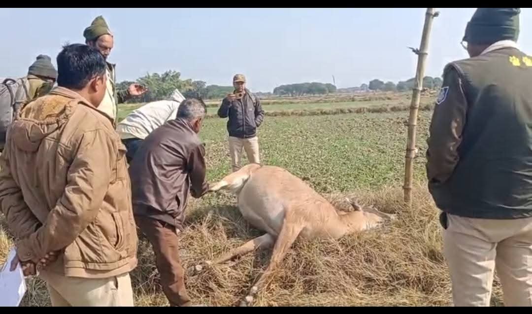 त्यौंथर: खेत में खुले तार की चपेट में आकर नीलगाय की मौत, वन विभाग जांच में जुटा