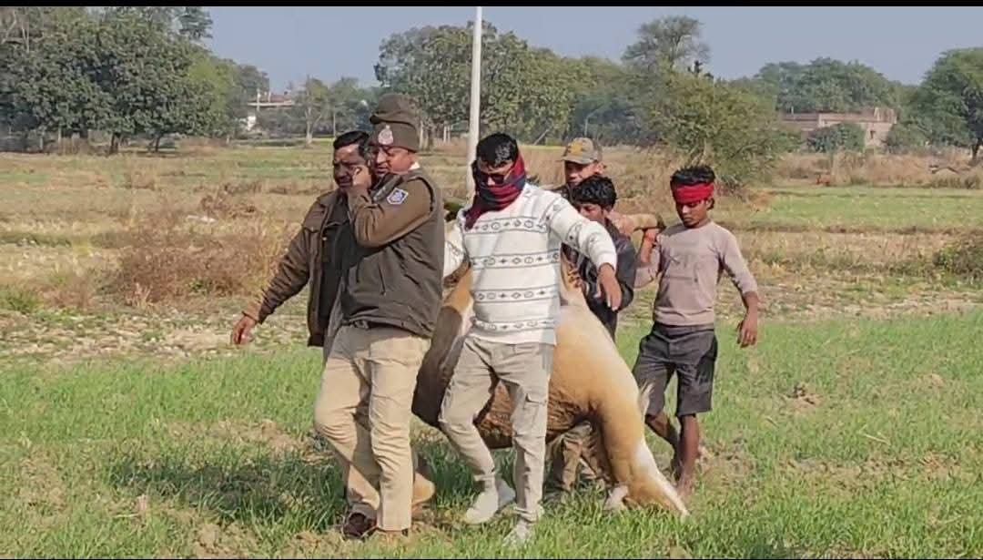 त्यौंथर: खेत में खुले तार की चपेट में आकर नीलगाय की मौत, वन विभाग जांच में जुटा