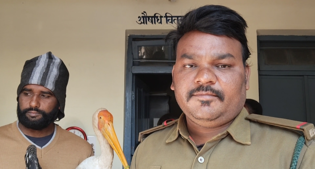 चाइनीस माझे से पक्षी घायल 
