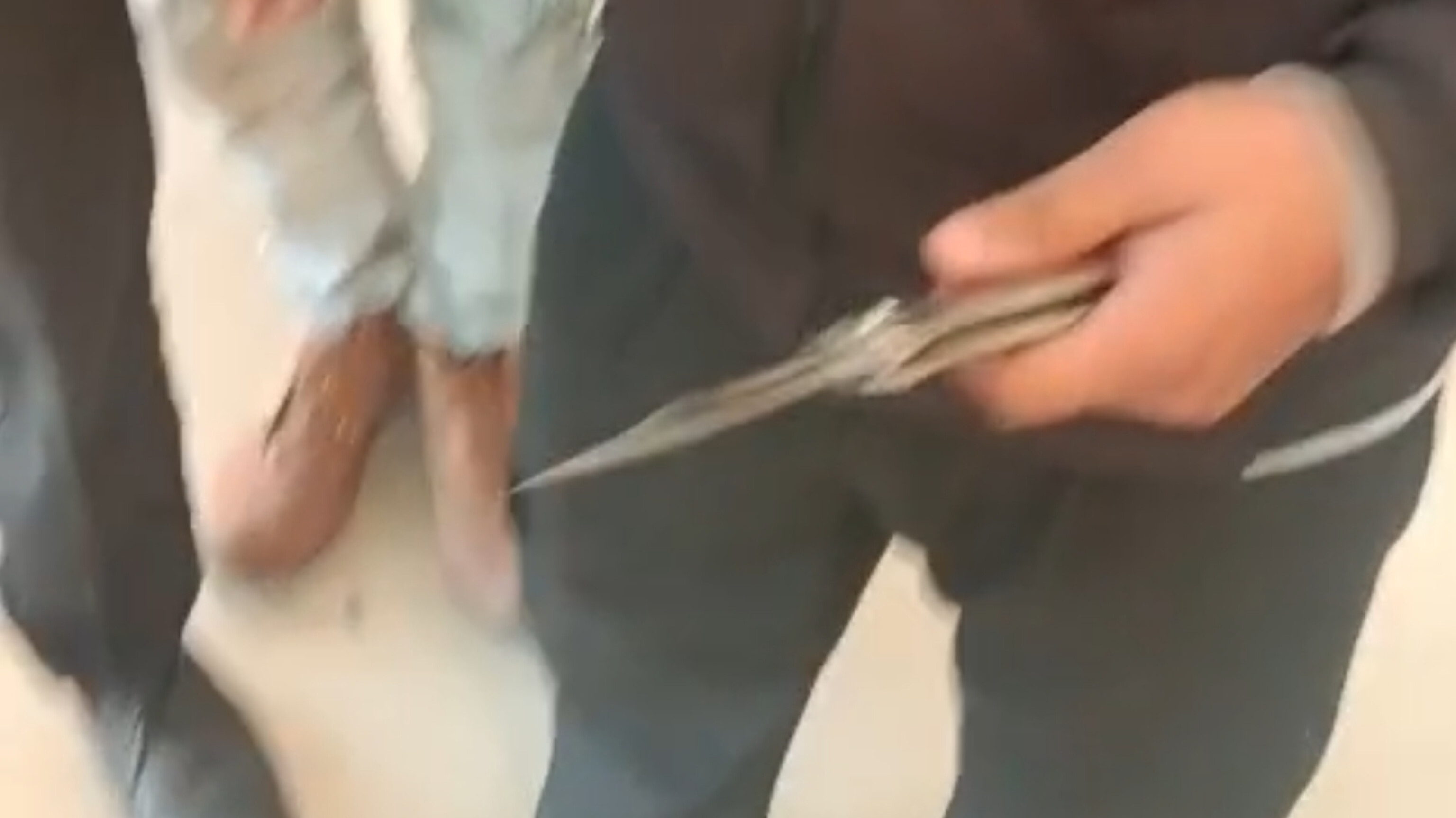 बुंदेलखंड मेडिकल कॉलेज में चाकू लेकर घूम रहा युवक को सुरक्षा कर्मियों ने पकड़ा  posted by Brajendra Rekwar from Jaisinghnagar