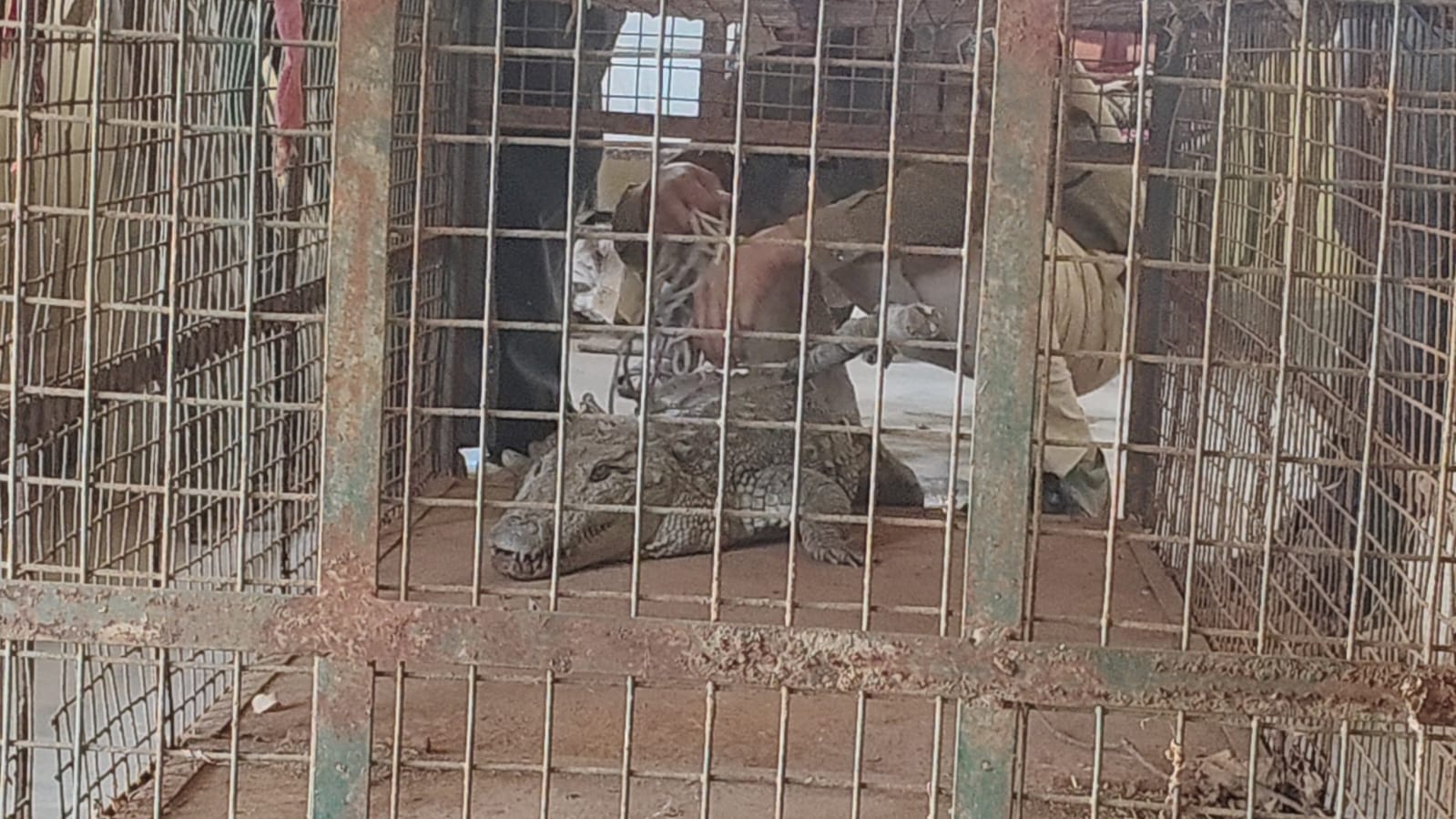 ब्यारमा नदी से निकलकर खेत में पहुंचा मगरमच्छ