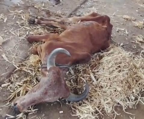 Additional News Image