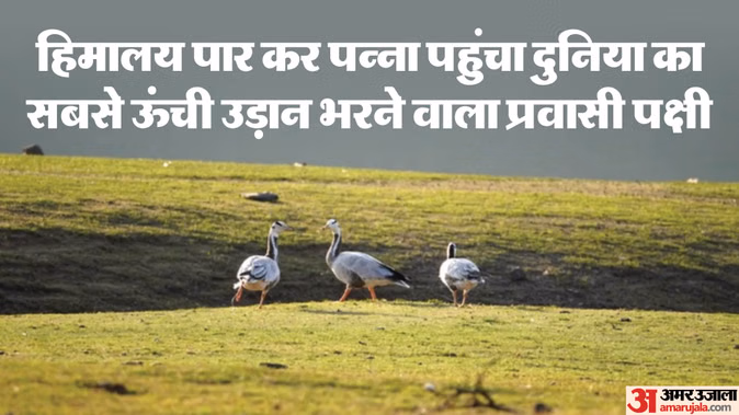 दक्षिण पन्ना के जंगलों में दुर्लभ बार हेडेड गूज की उपस्थिति जैव विविधता के लिए शुभ संकेत वन विभाग में उत्साह बढ़ा