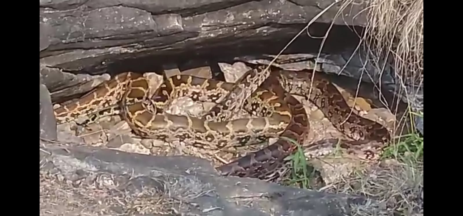 मंडला में अजगरों की अनोखी बस्ती का सच