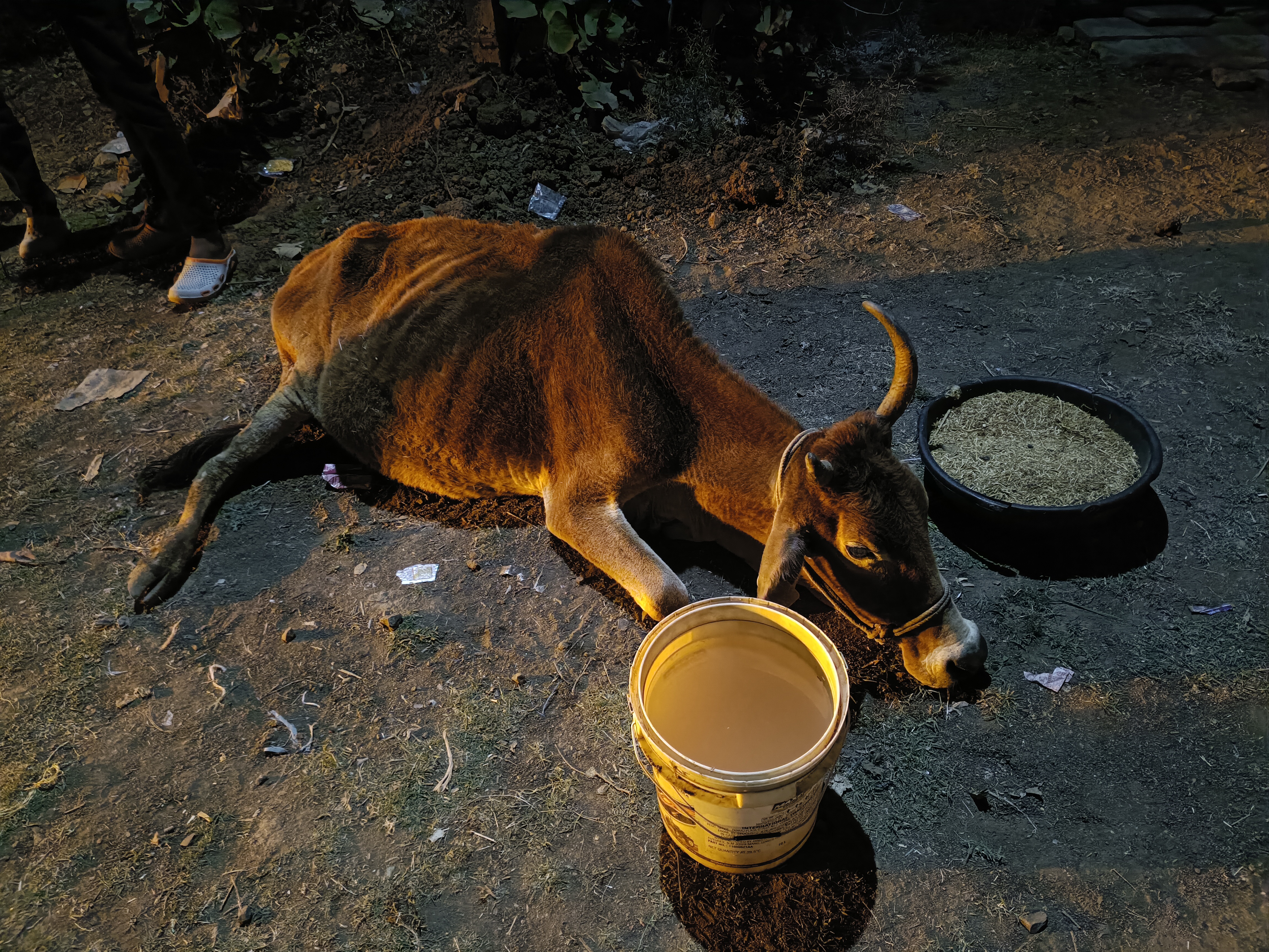 खिमलासा में बेसहारा गाय 
