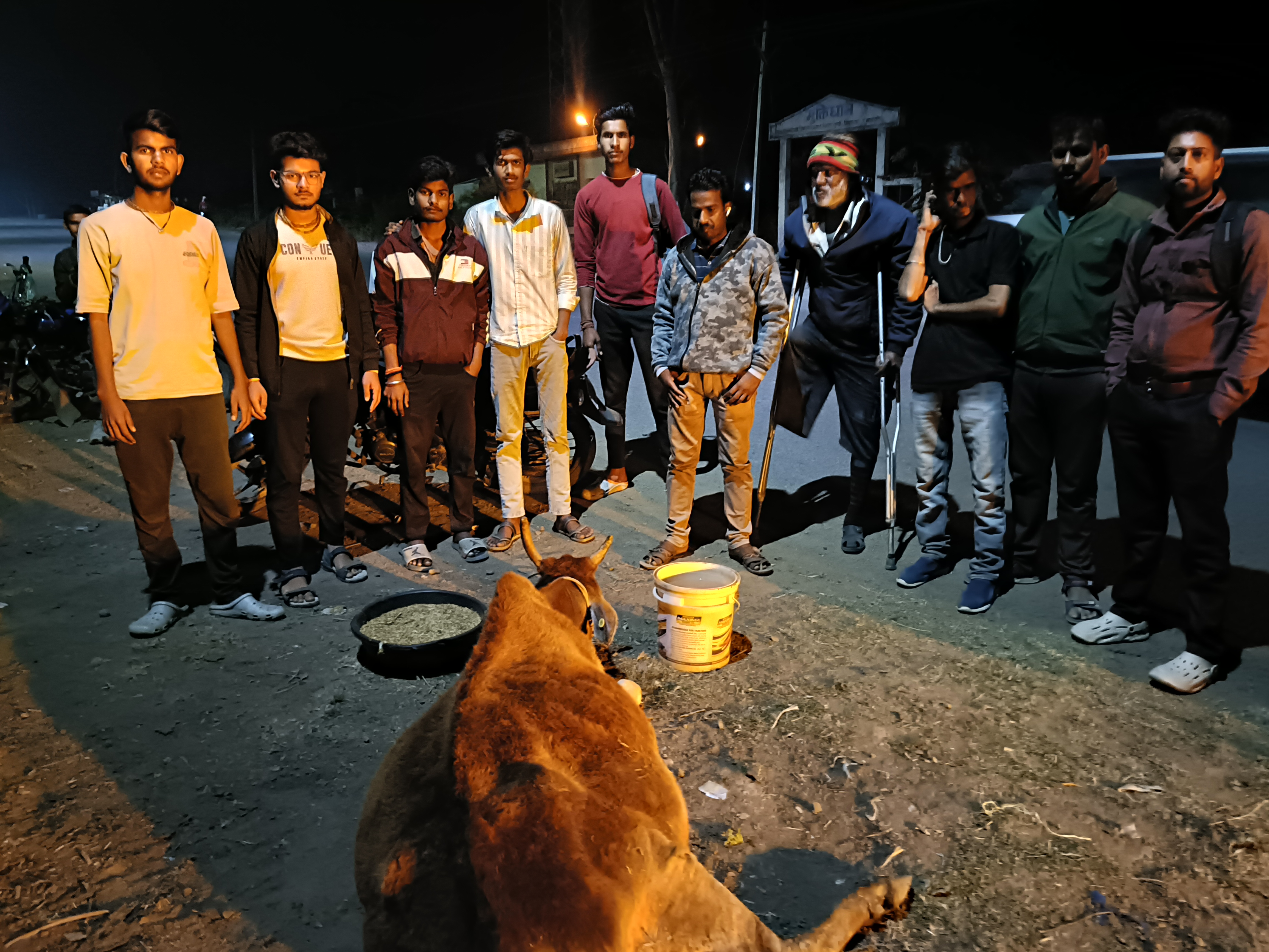 खिमलासा में बेसहारा गाय 