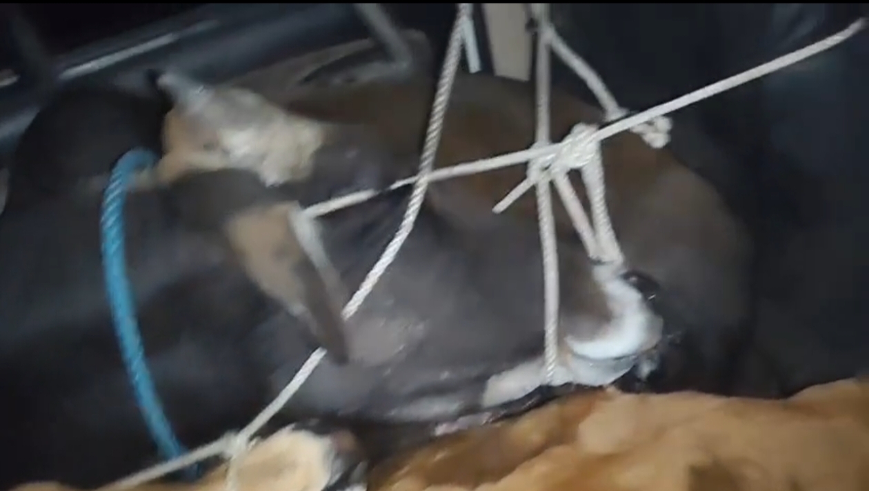 बैतूल पुलिस की बड़ी कार्रवाई: गोवंश तस्करी के प्रयास को नाकाम, तीन आरोपी गिरफ्तार posted by Mohammad Asif Langha from Amla