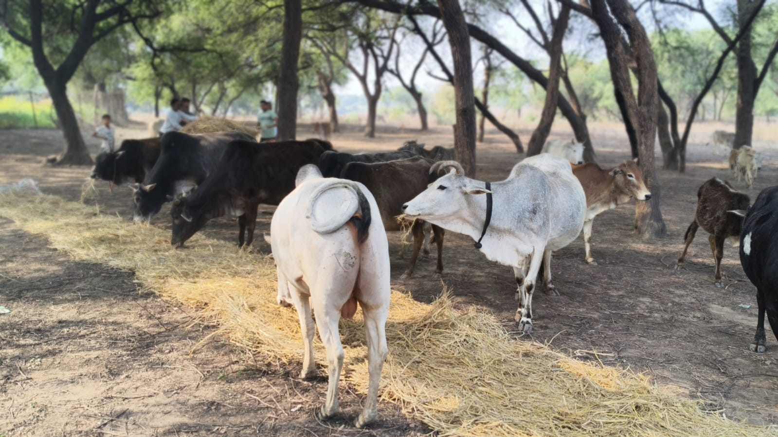 Additional News Image