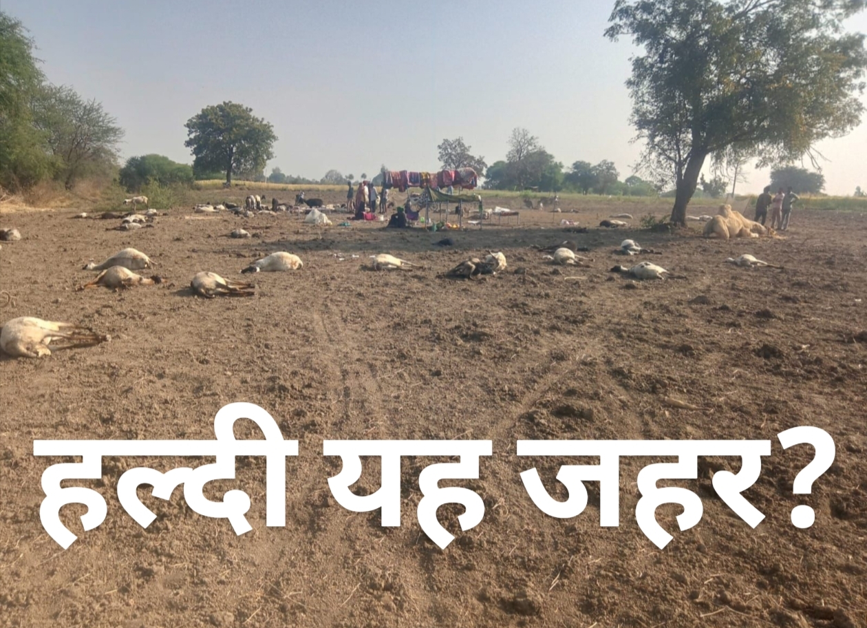 हल्दी यह जहर! 150 से ज्यादा गाडर-बकरियों की मौत, क्षेत्र में हड़कंप, posted by Naphis Khan from Ichhawar