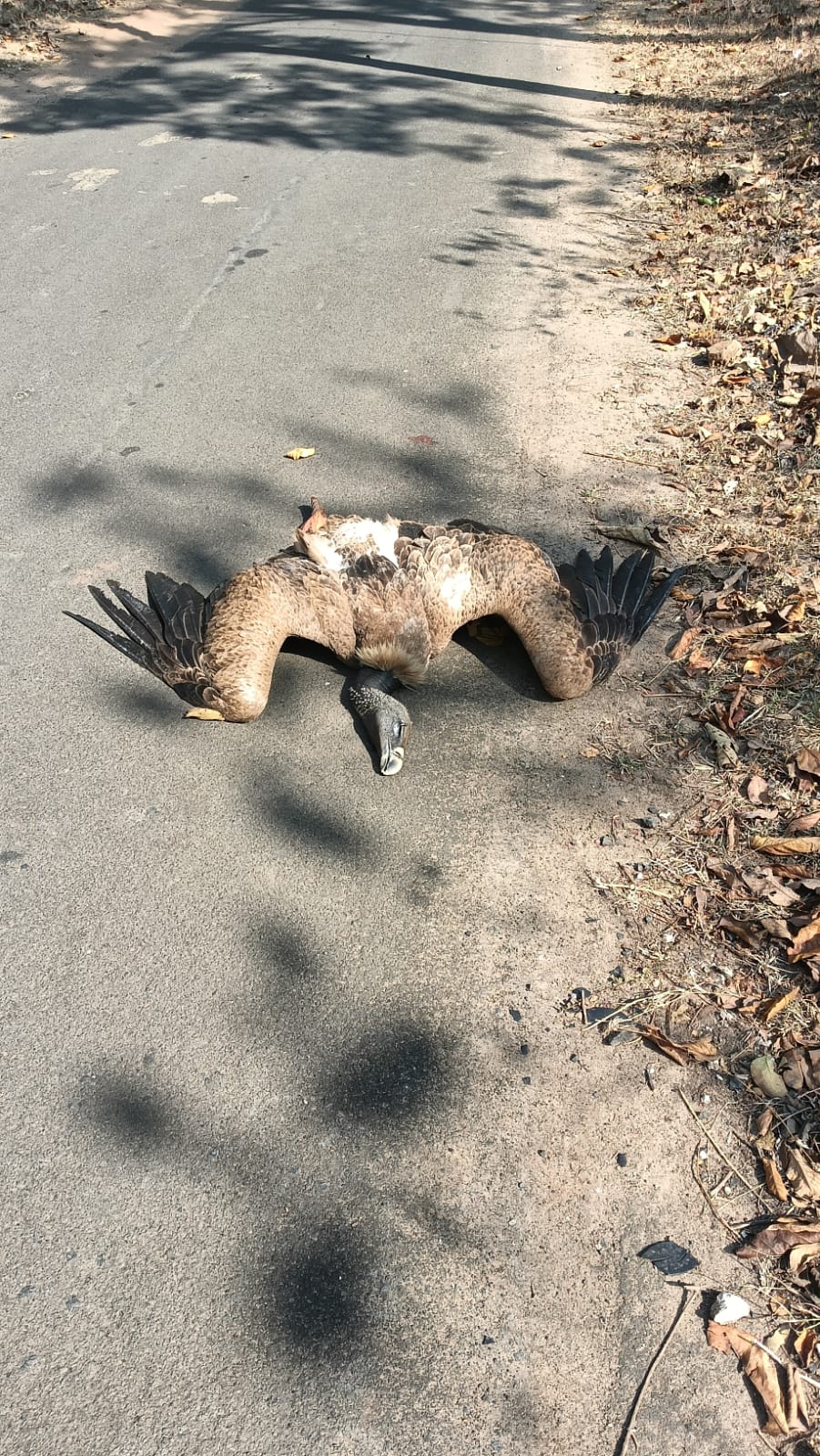 गिद्धों की गणना के बीच मृत मिला गिद्द posted by Kishor Kumar Soni  from Anuppur