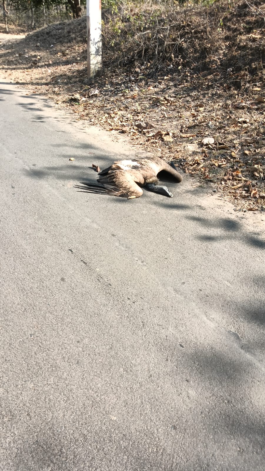 Additional News Image