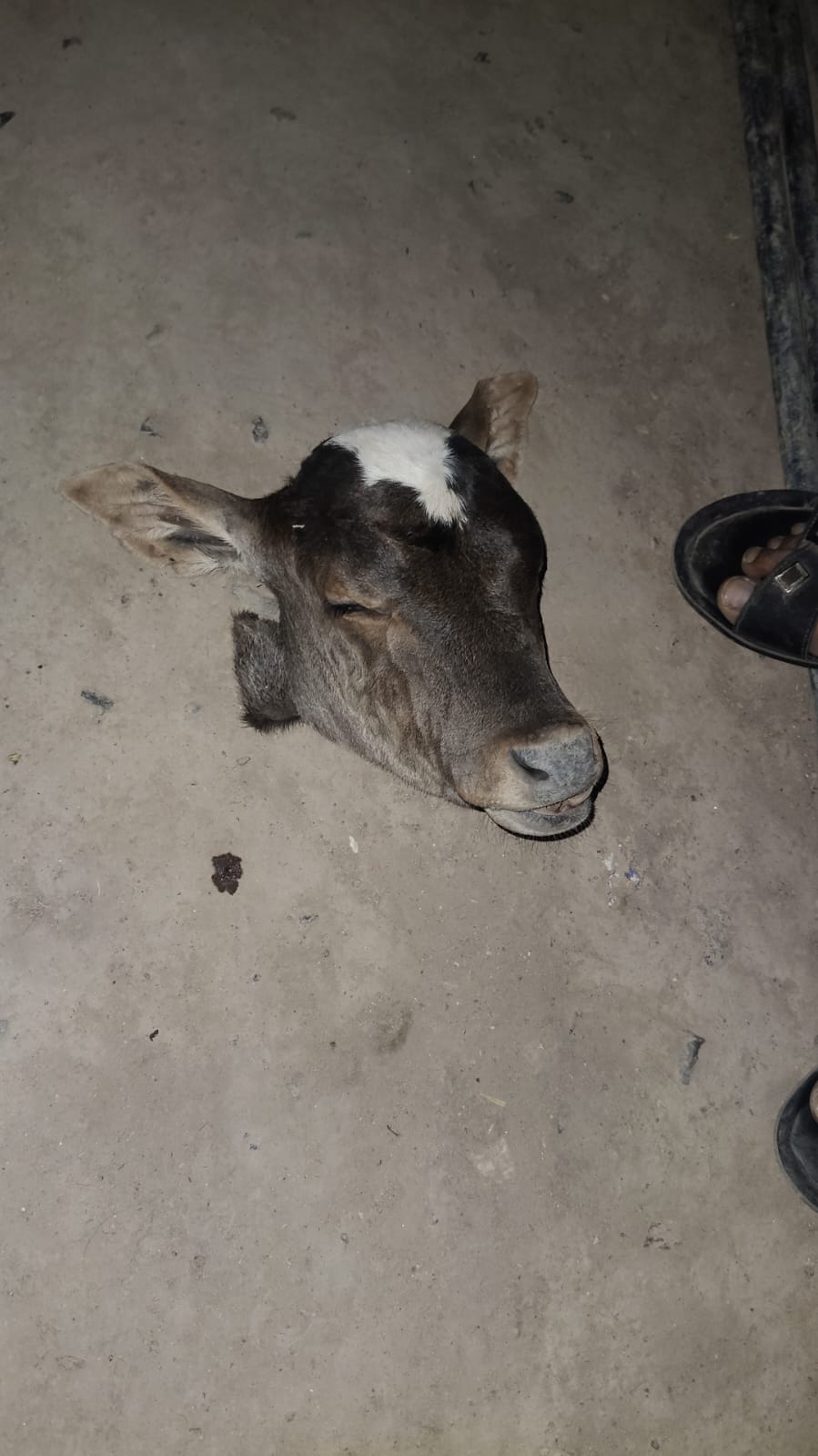 डबरा में दो दिन के गौवंश का कटा सिर धर्म प्रेमी सनातनियों ने आरोपियों को पकड़ने को लेकर लगाया थाना चौराहे पर जाम और किया डबरा बंद का आह्वान posted by Hemant Upadhyay  from Bhitarwar