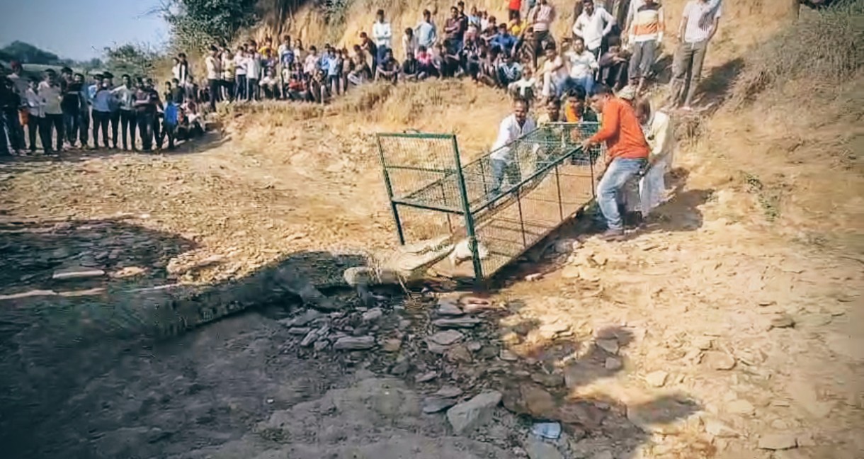 आबादी के पास 12 फीट का मगरमच्छ.. posted by Akib Khan from Damoh