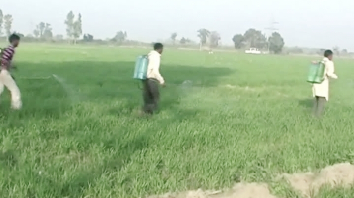 बढ़ते तापमान ने बढ़ाई किसानों की चिंता, गेहूं की फसल बचाने टॉनिक का सहारा