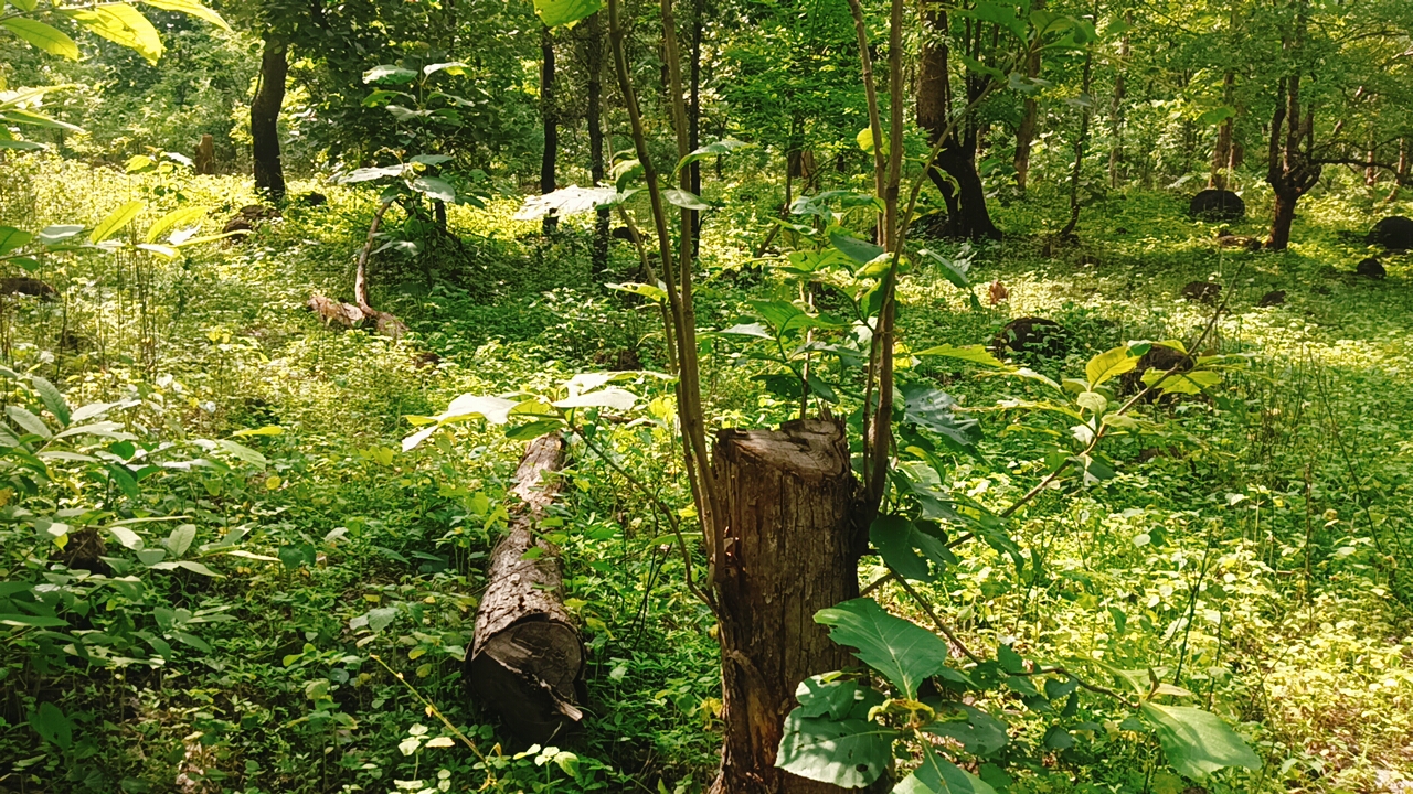 Additional News Image