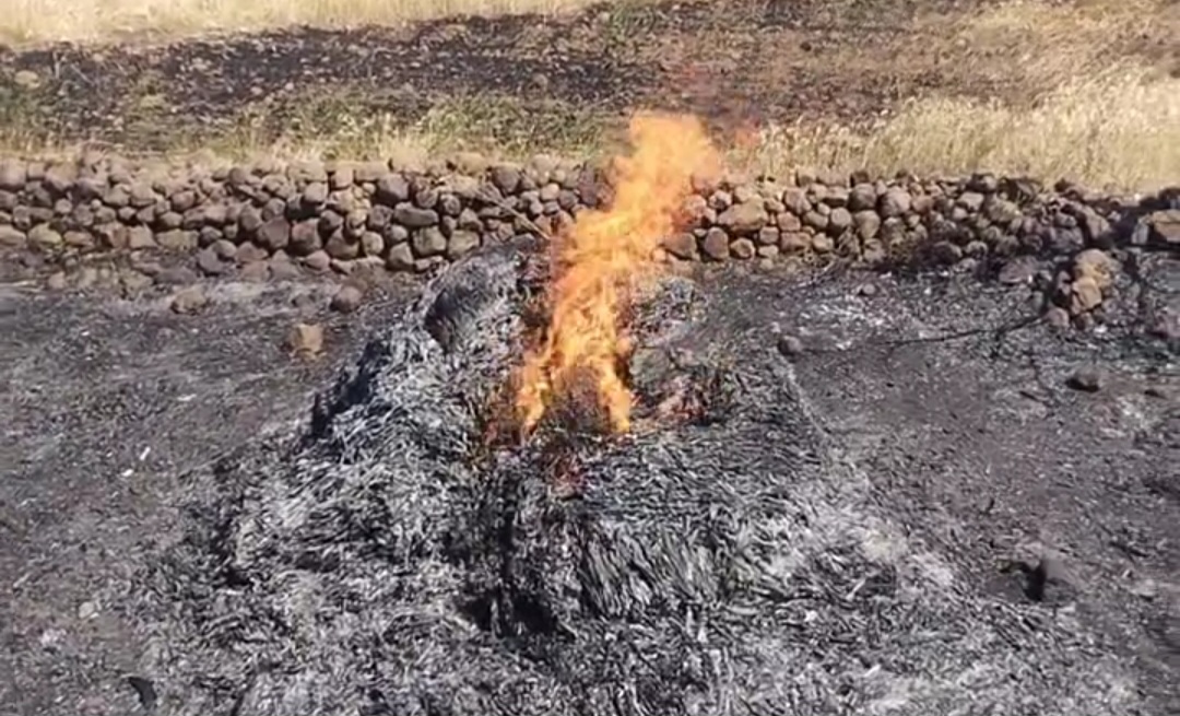 चौथिया के किसान राजेंद्र बिसन्द्रे के खेत में खड़ी गेहूँ की फसल में लगी भीषण आग,दमकल टीम नें पाया काबू  posted by Mohammad Afsar  from Multai