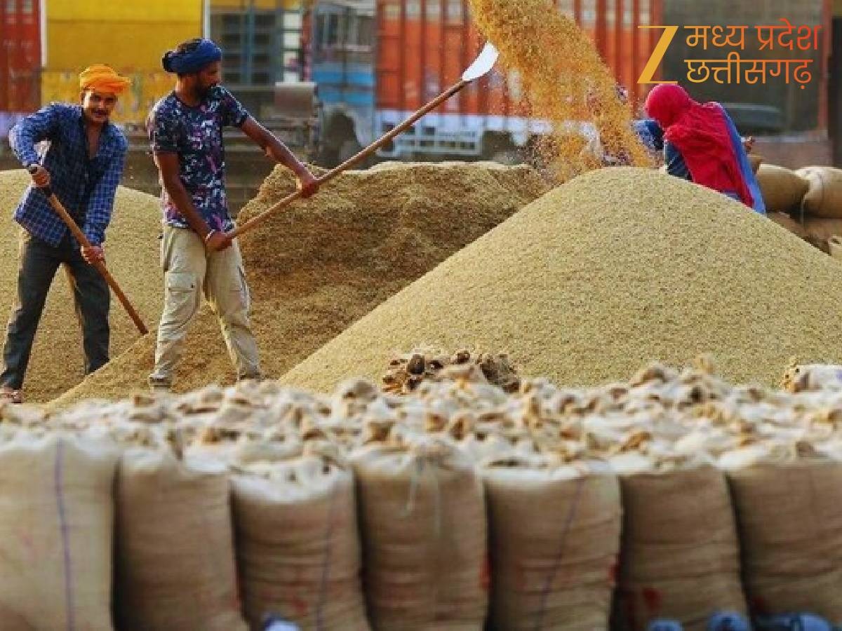 चना और मसूर की सरकारी खरीदी के लिए पंजीयन हैं शुरू posted by Manish Kumar Chaubey from Sagar