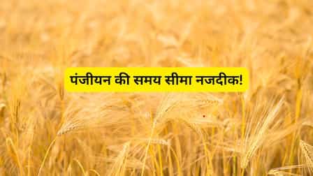 गेहूं उपार्जन पंजीयन का आखिरी मौका कल, 7 मार्च तक कराएं रजिस्ट्रेशन posted by Manish Kumar Chaubey from Sagar