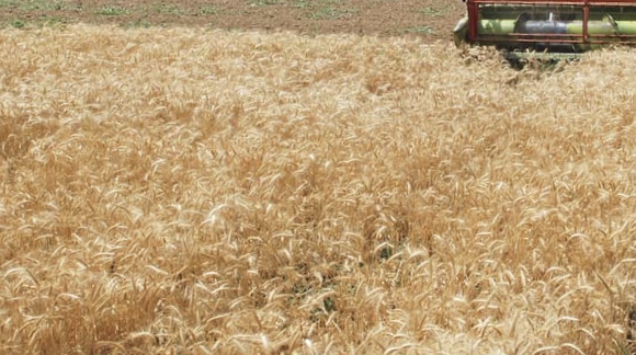 MP में ₹2625 प्रति क्विंटल पर होगी गेहूं की खरीदी, पंजीयन की तारीख भी बढ़ी posted by Manish Kumar Chaubey from Sagar