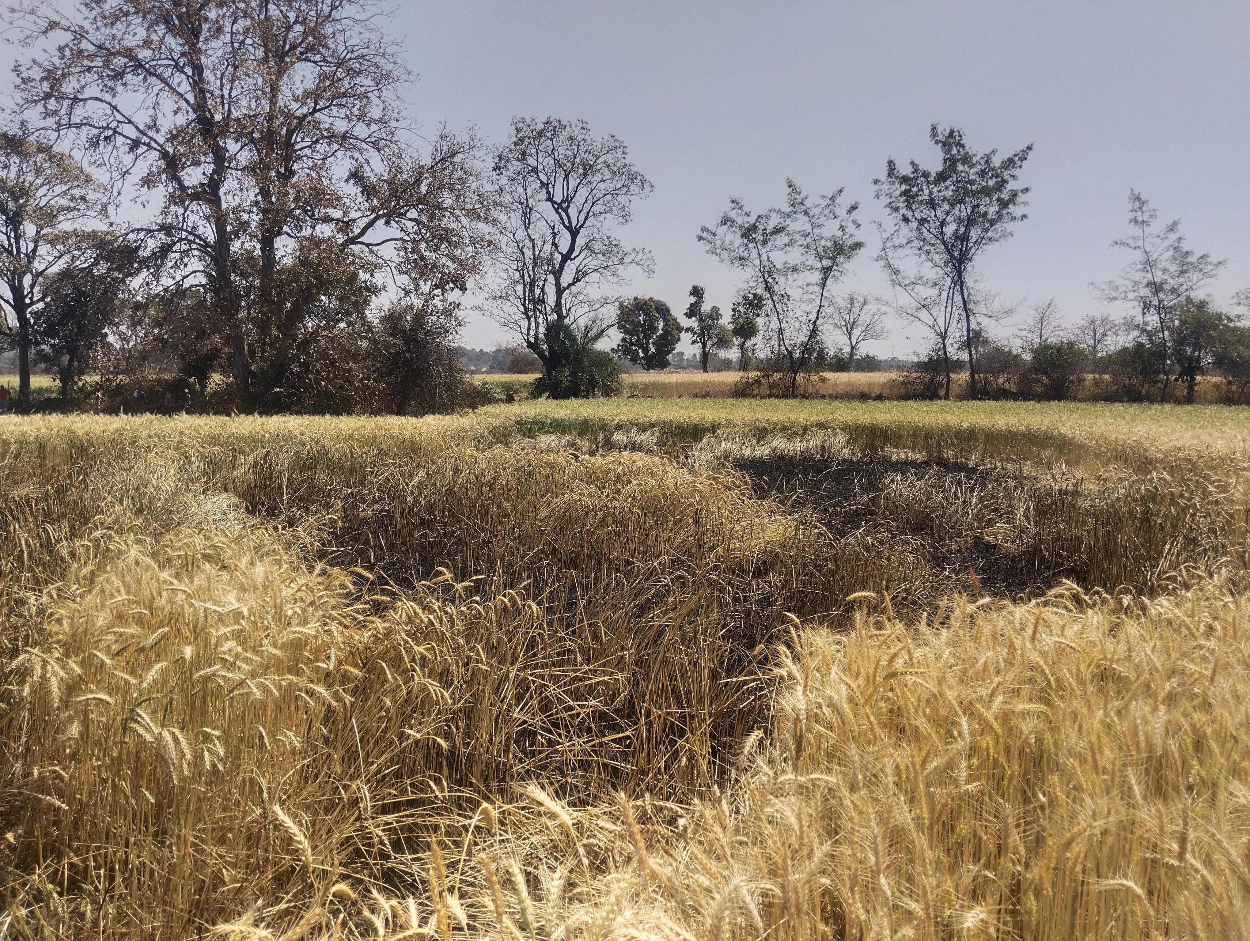 Additional News Image