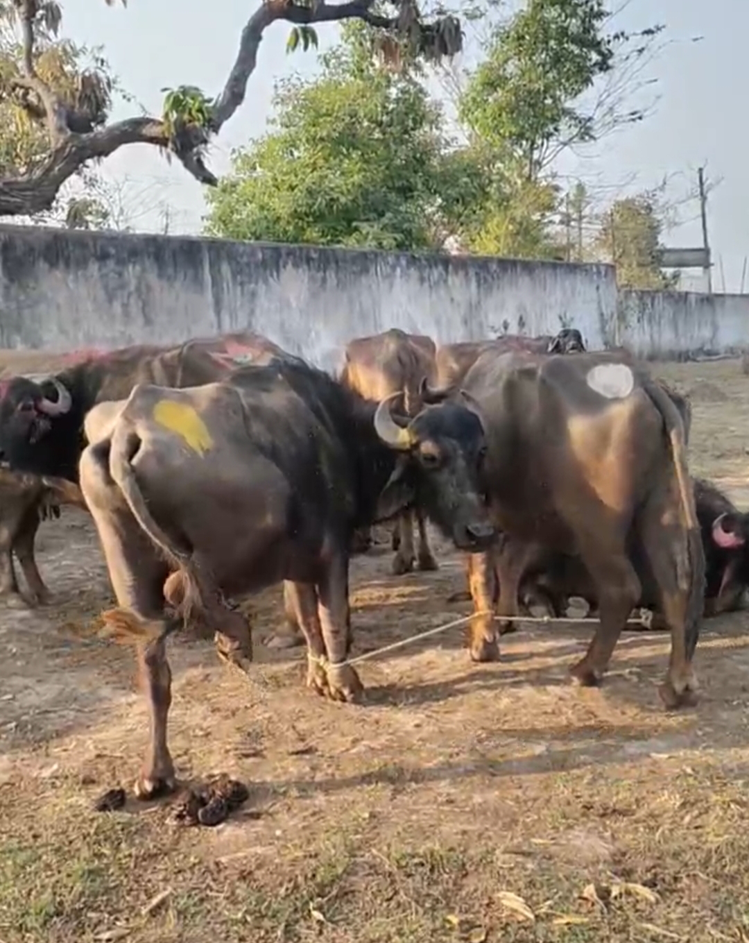 पुलिस ने मवेशियों को बचाया तीन पर मामला दर्ज posted by Irfan Khan  from Shahdol