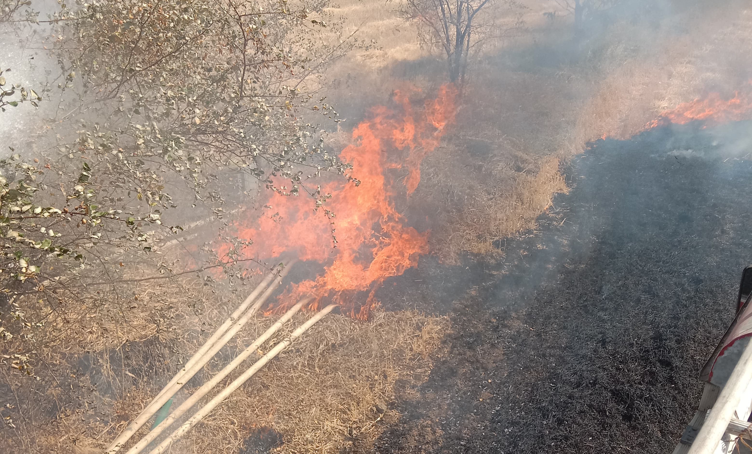 नरवाई की आग ने मचाया तांडव, दो फायर ब्रिगेड ने पाया काबू posted by Mohammad Afsar  from Multai