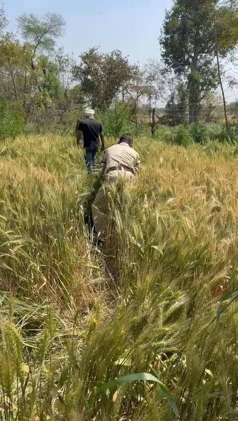 गेहूं की फसल के बीच उगाई जा रही थी गांजे की खेती, बमीठा पुलिस की बड़ी कार्रवाई posted by Rajneesh Dev Parmar